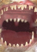 Finished Mouth Effect