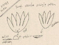 Fizzgig Basic Pattern